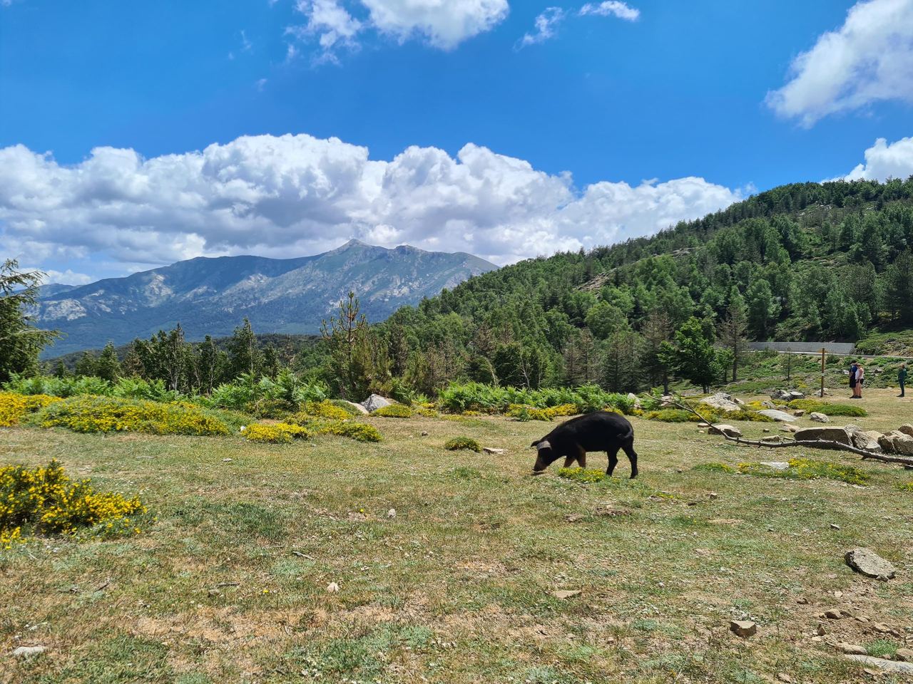 A black bear forages in a sunny alpine meadow with yellow wildflowers, forested hills, rugged mountains, and a cloud-filled blue sky.