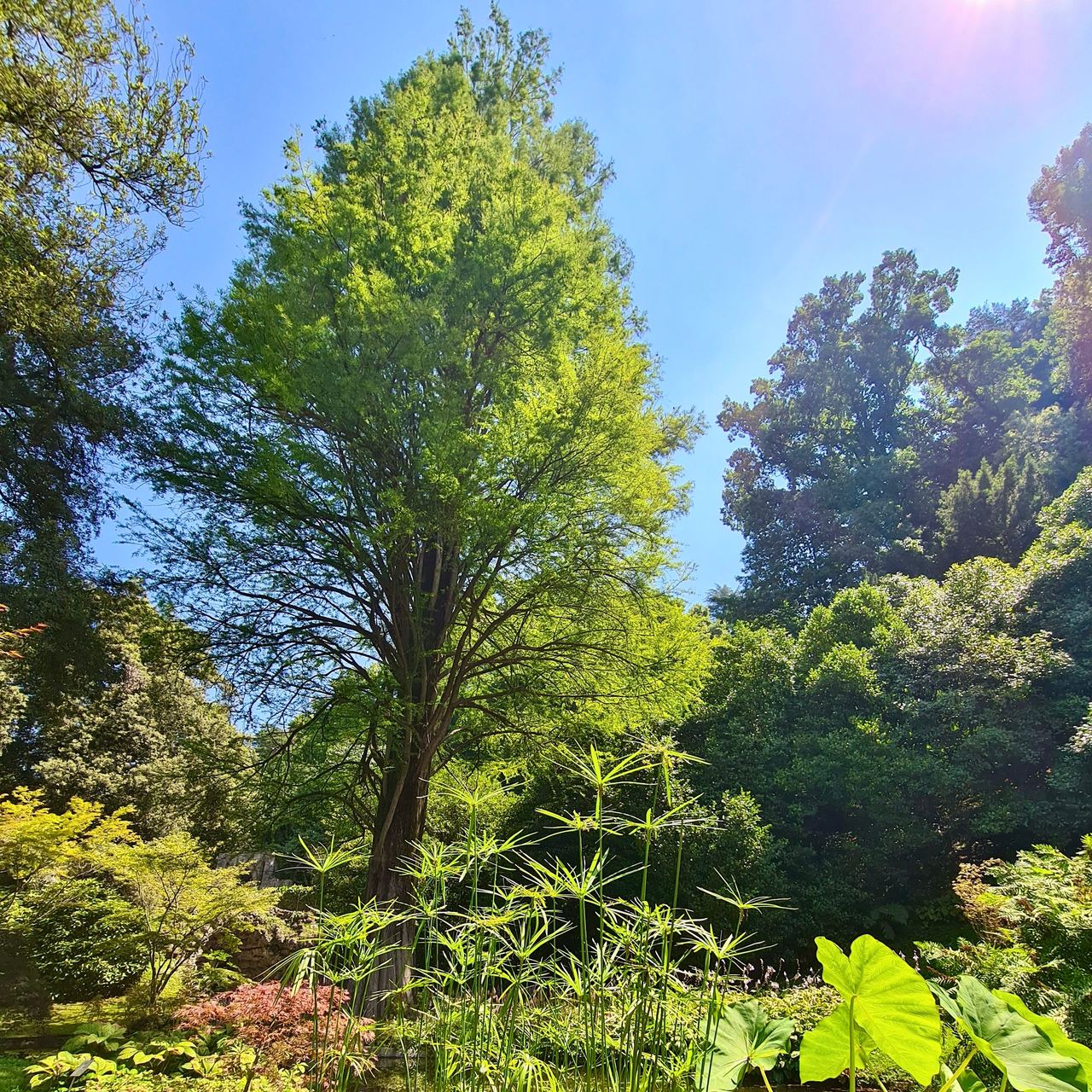 Sunlit botanical garden with a towering leafy tree, bamboo-like grasses, broad tropical leaves, dense greenery, and a tranquil blue sky.