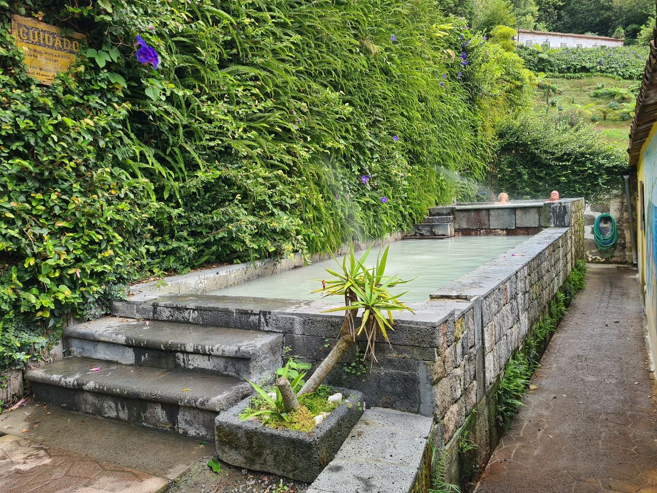 Thermal pool next to a green plant wall
