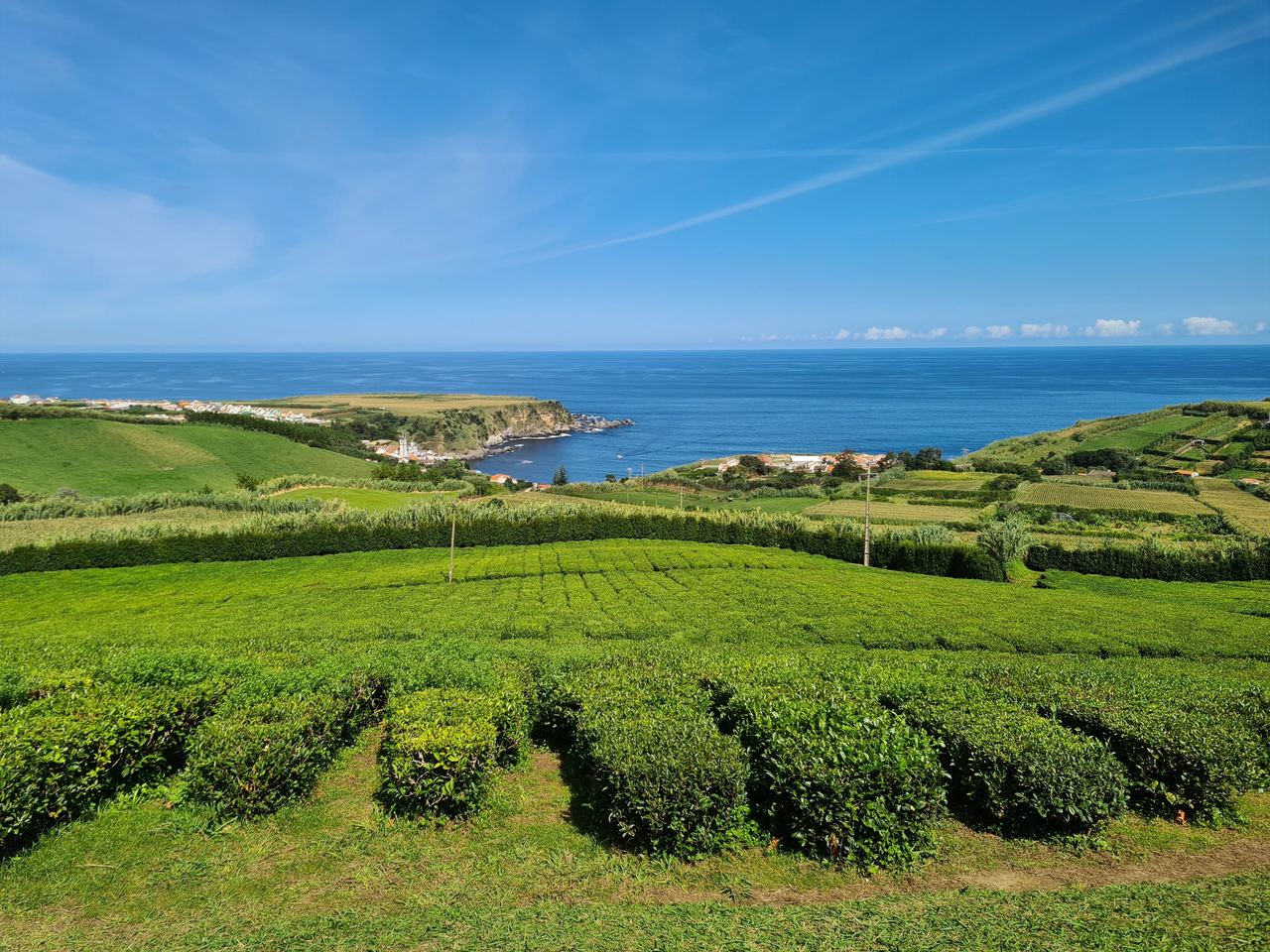 Tea plantation in the Azores
