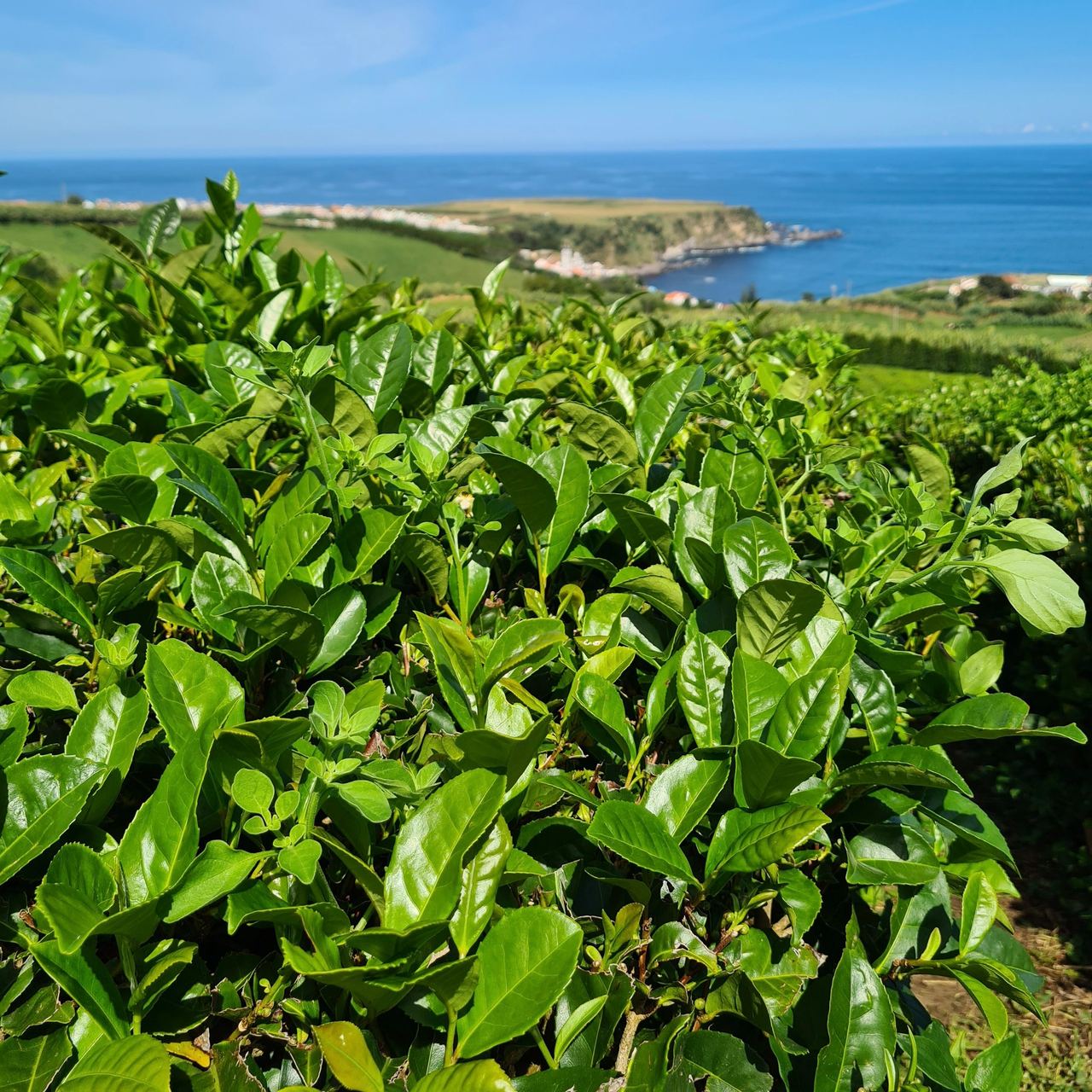 The bush on an Azorean island with the ocean in the background