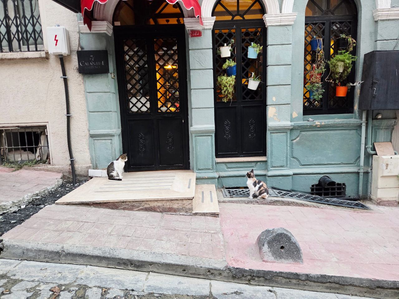 Two cats sit outside an ornate pale turquoise storefront in Istanbul