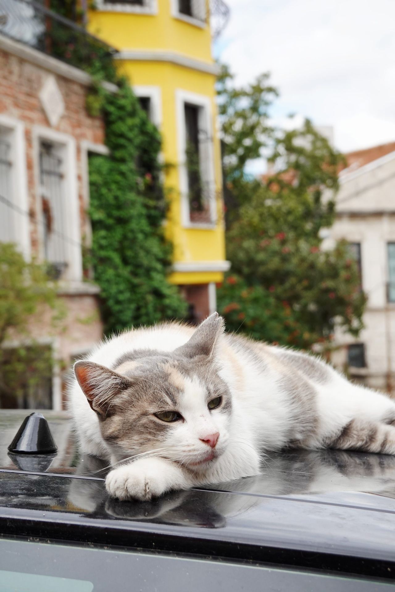 A relaxed white-and-gray cat sprawls across a shiny black car hood in Fener, with colorful old buildings softly blurred behind it.