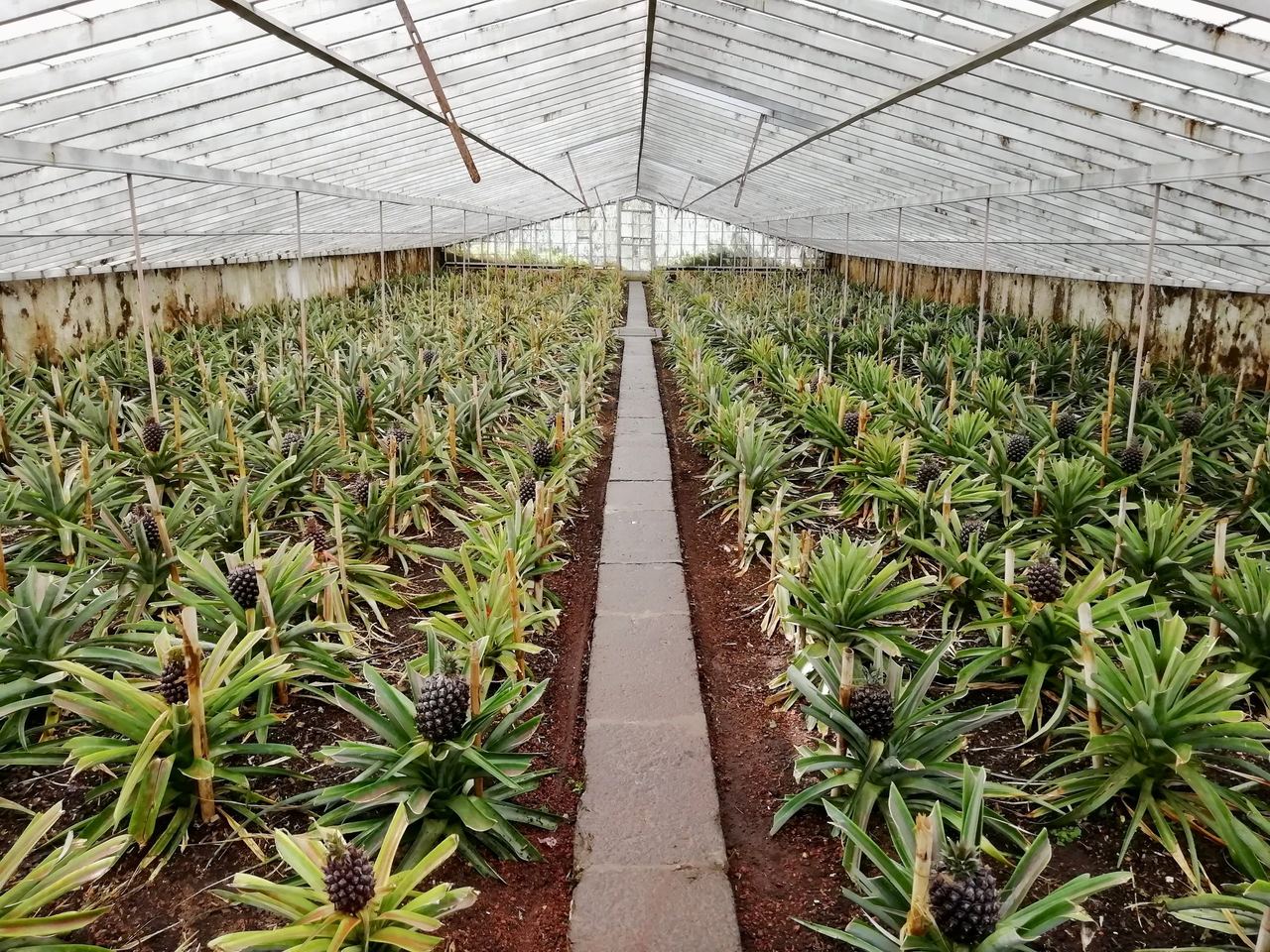 Pineapple plantation green house