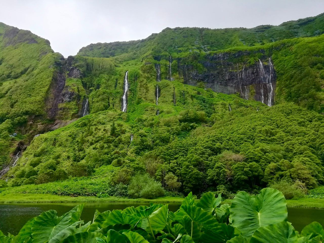 Tall cliff wall covered with green vegetation with many small waterfalls